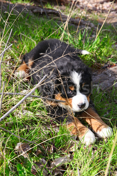 Berneński pies pasterski wiosną dziedzinie psa trawy Zdjęcia stock © vanessavr