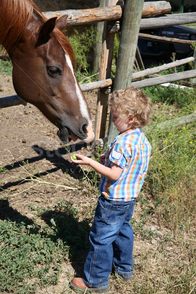 [[stock_photo]]: Garçon · cheval · peu · jeunes · blanche