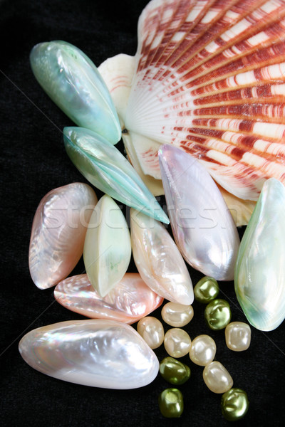 Variedad concha diferente colores perlas Foto stock © vanessavr