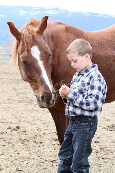 藍色 馬 男孩 / young boy in blue feeding his horse tretss