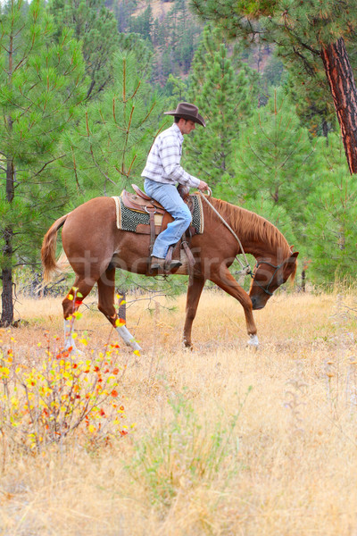 Jóvenes vaquero equitación caballo campo blanco Foto stock © vanessavr