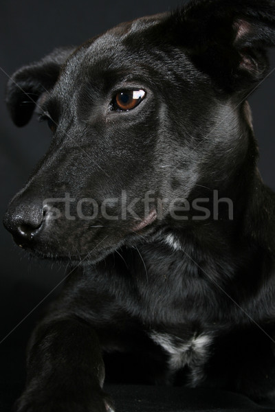 Gemengd ras puppy groot zwarte jas Stockfoto © vanessavr
