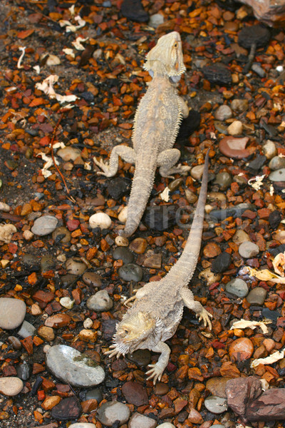 Iguana due fauna selvatica cottura sole animali Foto d'archivio © vanessavr