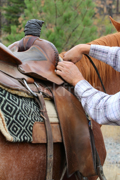 Siodło młodych mężczyzna cowboy konia człowiek Zdjęcia stock © vanessavr