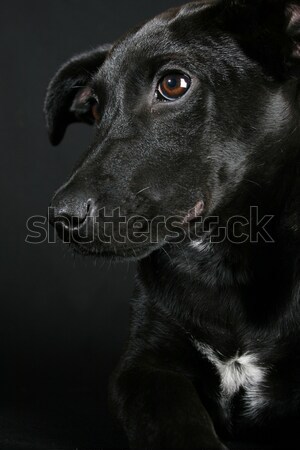 [[stock_photo]]: Mixte · chiot · grand · noir · manteau