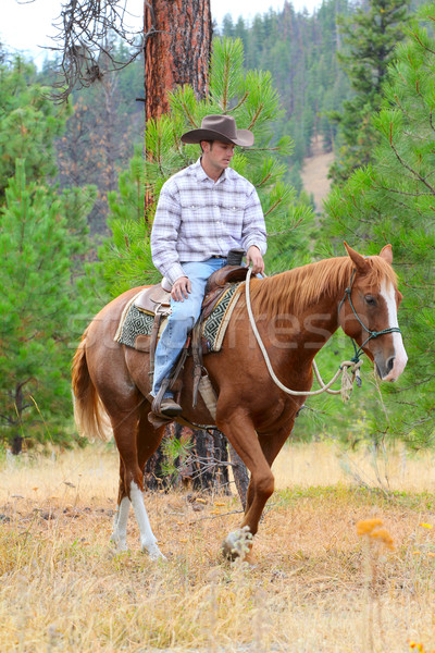 Jóvenes vaquero equitación caballo campo blanco Foto stock © vanessavr