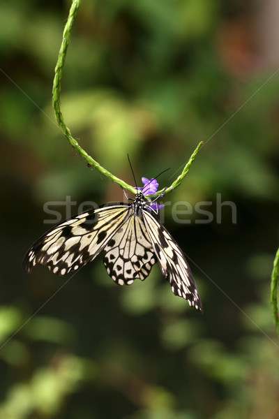 Butterfly Stock photo © vanessavr