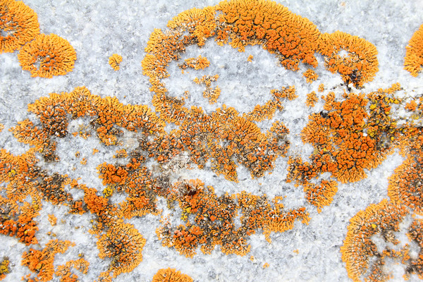 Pomarańczowy grzyb rozwój szary zewnątrz płytek Zdjęcia stock © vanessavr