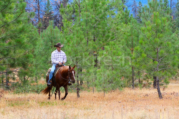 Cowboy pracy konia dziedzinie człowiek dżinsy Zdjęcia stock © vanessavr