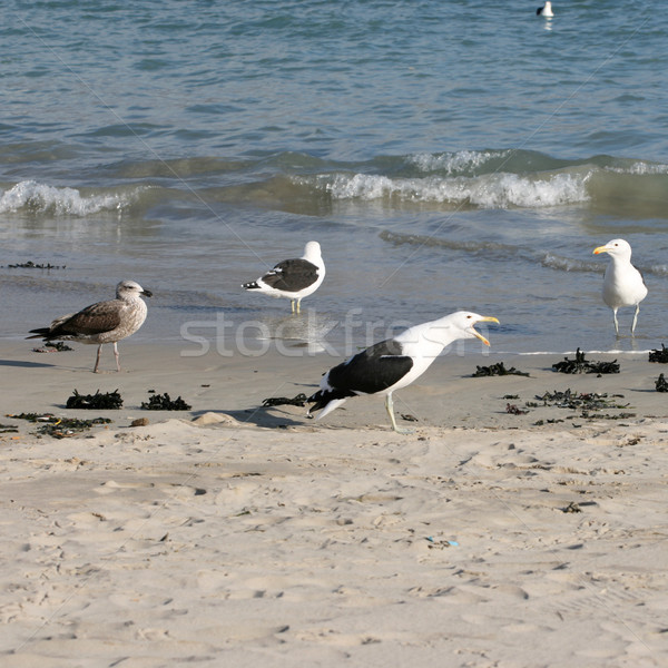 Martılar ayakta plaj bir çağrı Stok fotoğraf © vanessavr