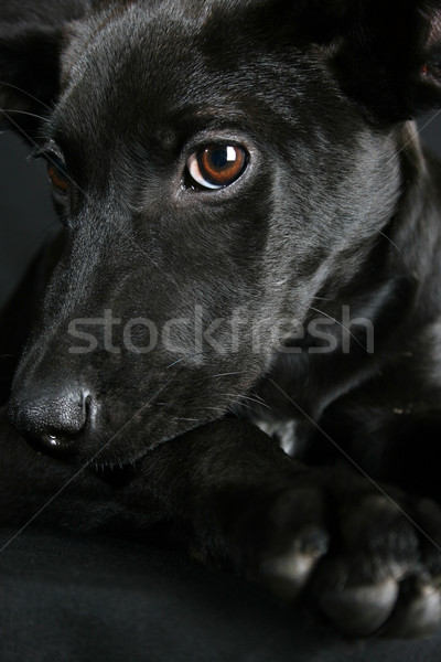 Gemischte Rasse Welpen groß schwarz Mantel Stock foto © vanessavr