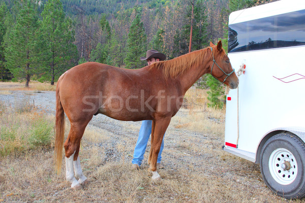 Horse grooming Stock photo © vanessavr