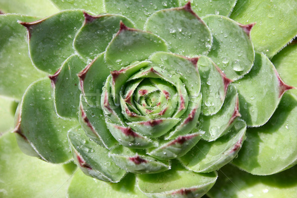 肉質 植物 綠色 水滴 水 性質 商業照片 © vanessavr