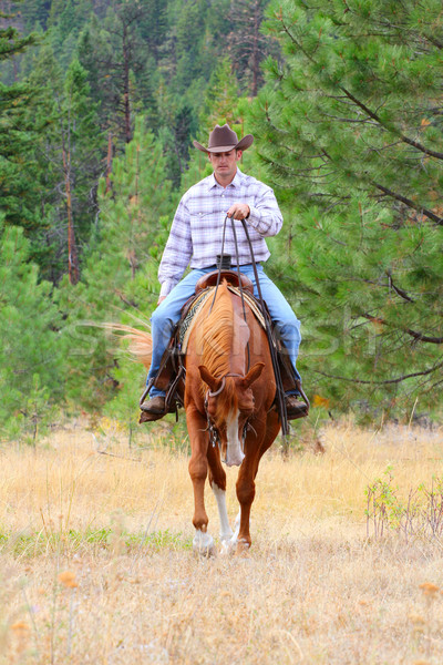 Vaqueiro trabalhando cavalo campo homem jeans Foto stock © vanessavr