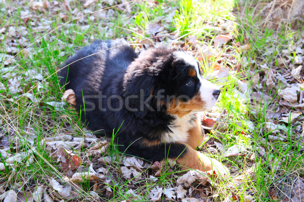 Bovaro del bernese primavera campo cane natura Foto d'archivio © vanessavr