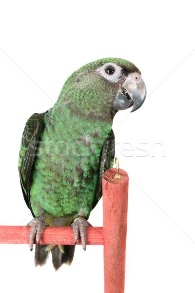 Perroquet mois vieux blanche yeux oiseau [[stock_photo]] © vanessavr