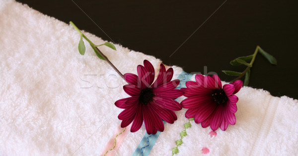 Two maroon daisies Stock photo © vanessavr