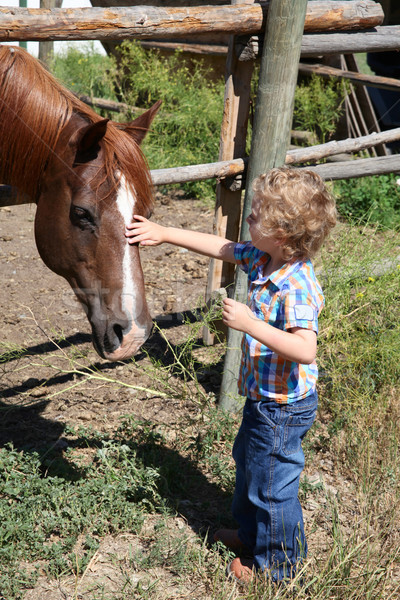 Jongen paard weinig jonge witte vuil Stockfoto © vanessavr