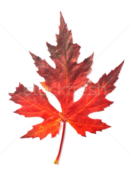 Beautiful fall leaf Stock photo © vankad