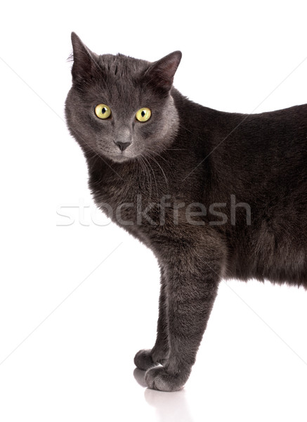 British Shorthair cat Stock photo © vankad