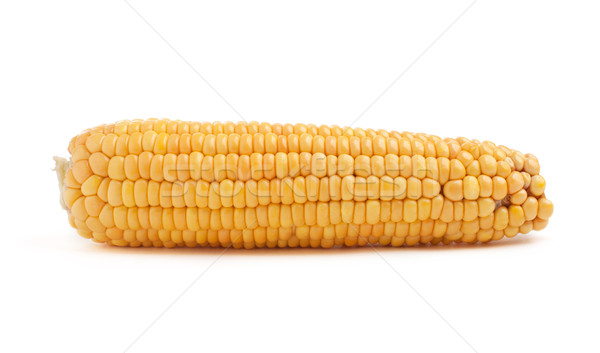 Corn in cob Stock photo © vankad