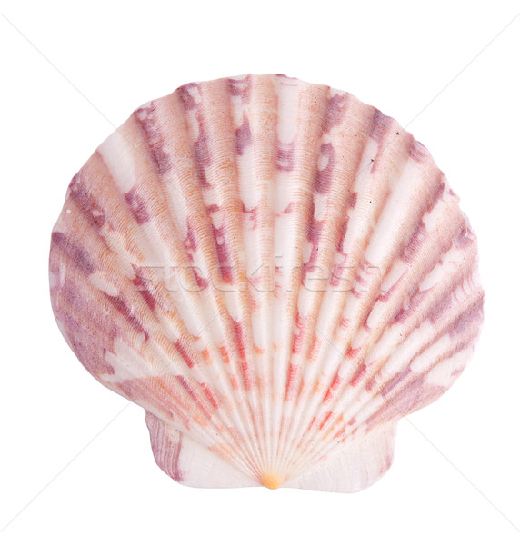 Sea shell Stock photo © vankad