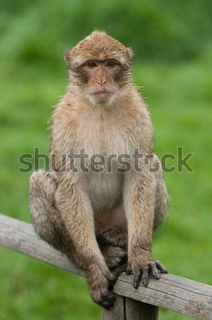 Macaque monkey Stock photo © vankad