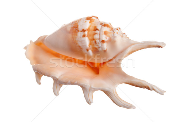 Sea shell Stock photo © vankad