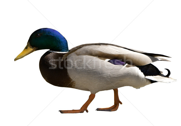Wild duck Stock photo © vankad