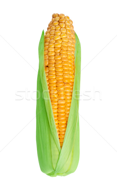 Corn in cob Stock photo © vankad