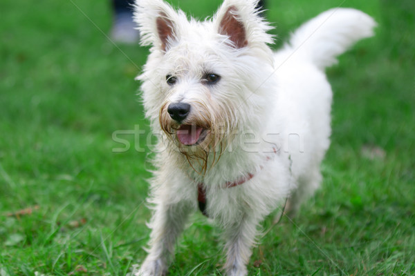 Small dog on a grass Stock photo © vankad
