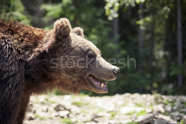 Wild big male brown bear Stock photo © Vanzyst