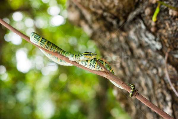 Tropidolaemus wagleri poisonous snake green yellow striped asian Stock photo © Vanzyst