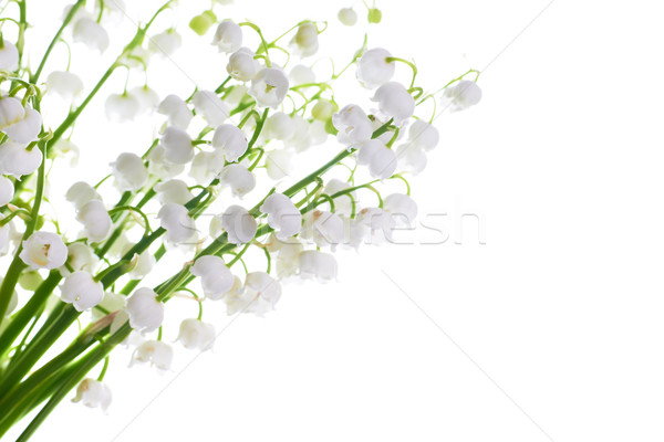 Stockfoto: Lelies · vallei · witte · bloemen · geïsoleerd · witte · bloem