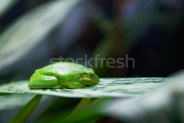 Green tree frog Stock photo © vapi