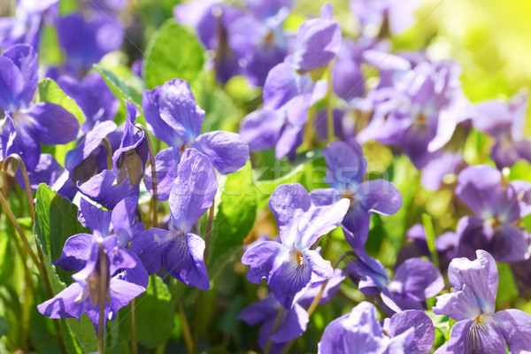 Viola flowers Stock photo © vapi
