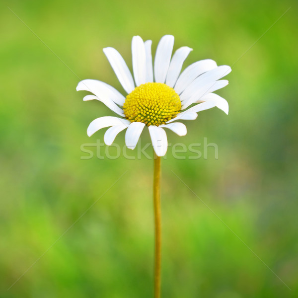 Kamilla mező zöld fű virág tavasz fű Stock fotó © vapi