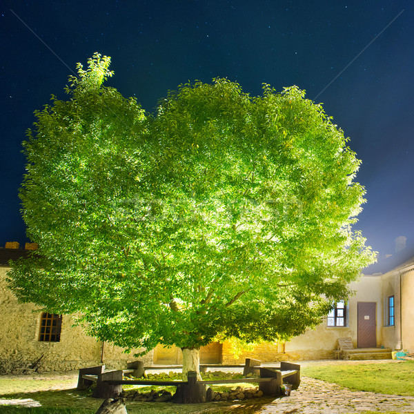 Verde albero notte parco cielo Foto d'archivio © vapi