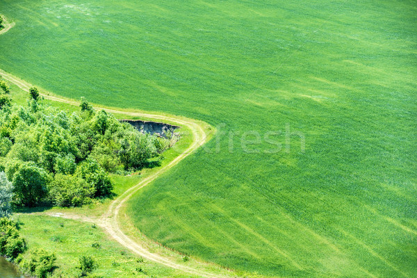 Stockfoto: Groene · veld · tarwe · bos · voorjaar