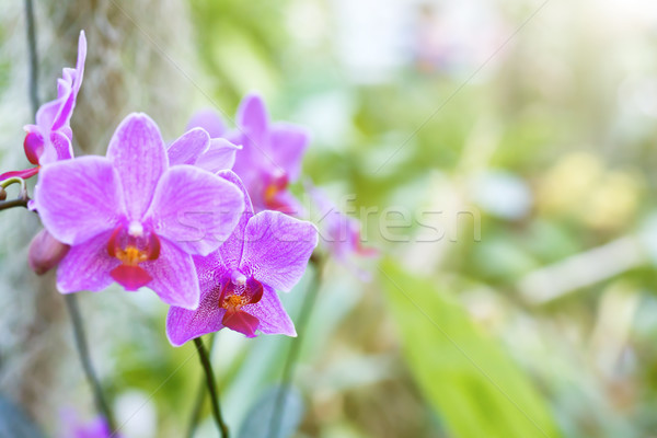 Pourpre orchidées tropicales forêt sauvage belle [[stock_photo]] © vapi