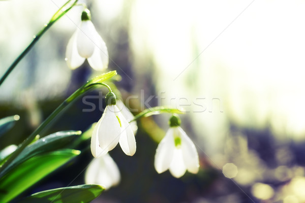 Spring snowdrop flowers Stock photo © vapi
