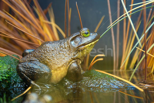 Frog in the grass Stock photo © vapi