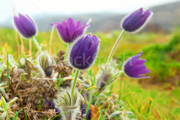 Flowers Pasqueflower (Pulsatilla patens) Stock photo © vapi