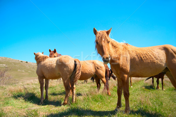 Troupeau chevaux domaine ciel bleu famille herbe [[stock_photo]] © vapi