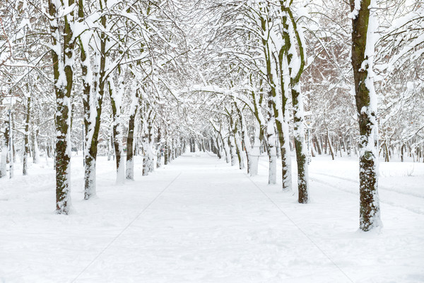 雪 公園 白 木 セントラル 路地 ストックフォト © vapi