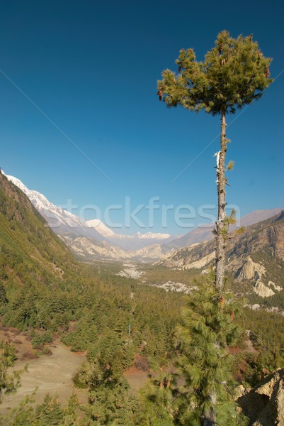 Tibetan green valley Stock photo © vapi