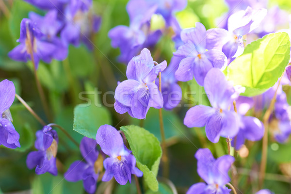 Viola flowers Stock photo © vapi