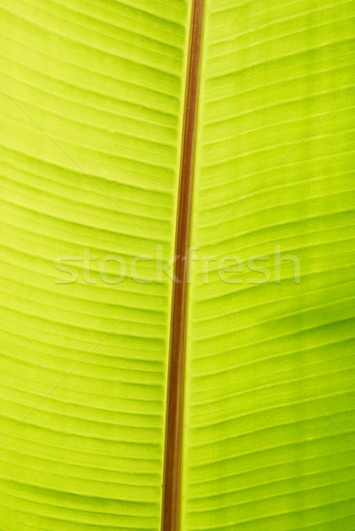 Banana green sunny leaf Stock photo © vapi