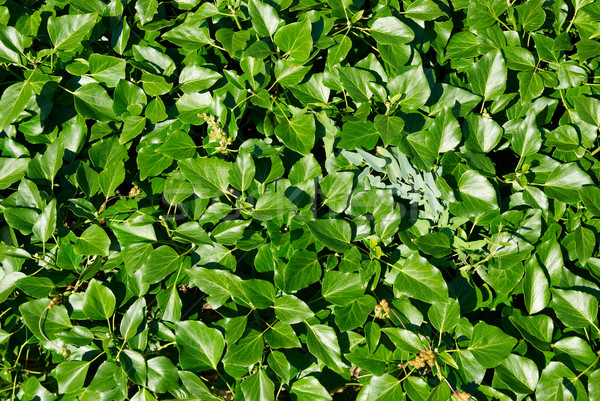 Muro foglie verdi albero primavera abstract Foto d'archivio © vapi