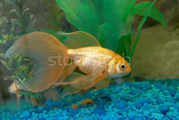 Stockfoto: Tropische · gouden · vis · aquarium · oog · gezicht